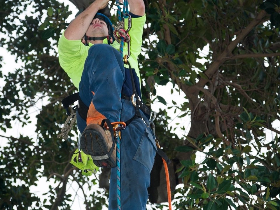 Qualified arborist working in a mature tree during a property survey in Hertfordshire